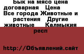 Бык на мясо цена договарная › Цена ­ 300 - Все города Животные и растения » Другие животные   . Калмыкия респ.